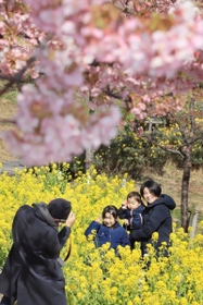 菜の花とカワヅザクラが競演し、春本番の雰囲気が楽しめる＝２４日午後、神戸市灘区摩耶海岸通２、西郷川河口公園
