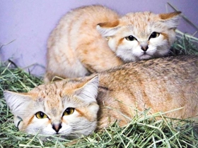 国内の動物園（日本動物園水族館加盟園館）では初飼育となるスナネコ