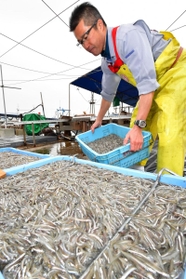 水揚げされるイカナゴのシンコなど＝２９日午前、神戸市垂水区平磯３、垂水漁港（撮影・秋山亮太）