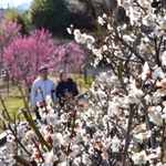 紅白に咲き誇るウメの花。一足早く春の訪れを告げる＝１０日午後、神戸市東灘区岡本６