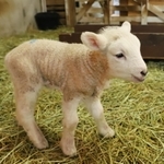 愛くるしい姿を見せるヒツジの赤ちゃん＝神戸市灘区六甲山町