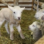 愛くるしい姿を見せるヒツジの赤ちゃん＝神戸市灘区六甲山町