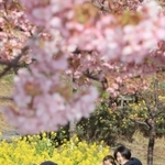 菜の花とカワヅザクラが競演し、春本番の雰囲気が楽しめる＝２４日午後、神戸市灘区摩耶海岸通２、西郷川河口公園