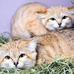 国内の動物園（日本動物園水族館加盟園館）では初飼育となるスナネコ