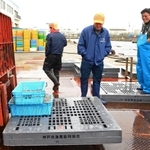 解禁初日に水揚げされたイカナゴ＝２９日午前、神戸市垂水区平磯３、垂水漁港（撮影・秋山亮太）
