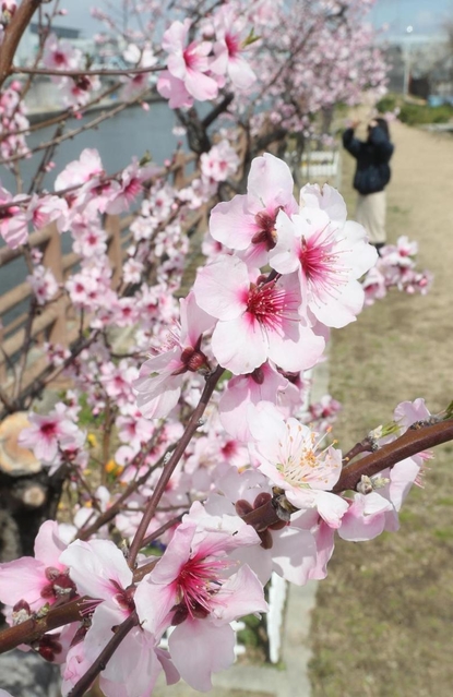 春の陽気に誘われ、開花が進むアーモンドの花＝神戸市東灘区魚崎南町２
