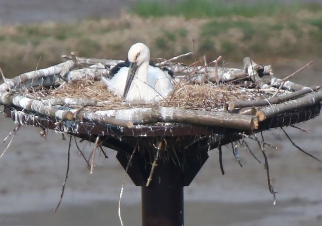 産卵したとみられる人工巣塔とコウノトリの雄＝朝来市和田山町久田和