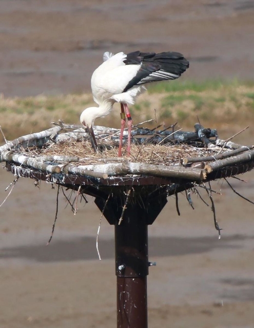 産卵したとみられる人工巣塔とコウノトリの雄＝朝来市和田山町久田和