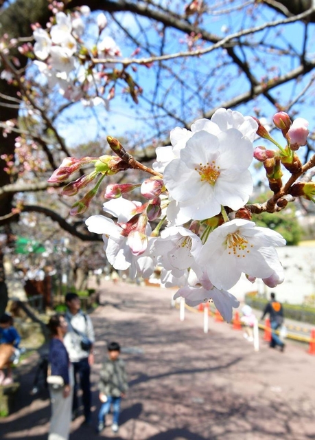 暖かな日差しに誘われ、開花したソメイヨシノ＝２６日午前、神戸市灘区、神戸市立王子動物園
