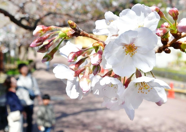 春の日差しに誘われ開花したソメイヨシノ＝２６日午前１０時２分、神戸市灘区、神戸市立王子動物園