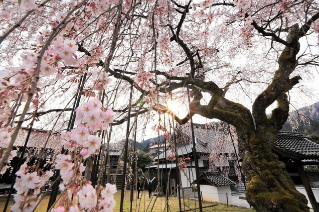 降り注ぐように花を咲かせたシダレザクラ＝２６日午後、兵庫県新温泉町竹田