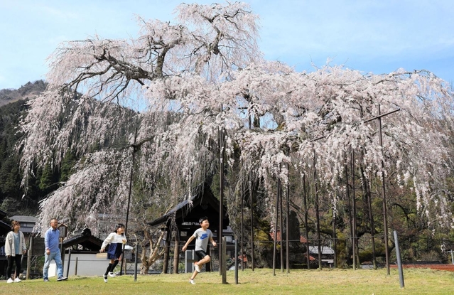 見頃を迎えた兵庫県天然記念物、泰雲寺のしだれ桜＝２６日午後、兵庫県新温泉町竹田