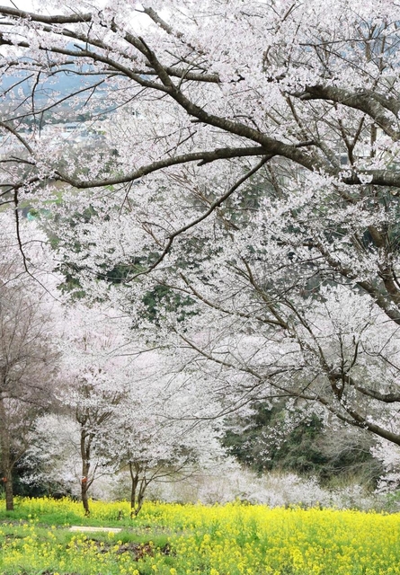谷間を彩る満開のエドヒガンと菜の花＝川西市水明台１