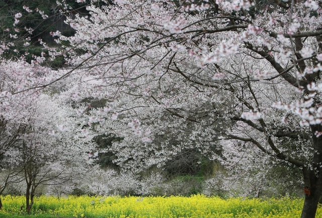 谷間を彩る満開のエドヒガンと菜の花＝川西市水明台１