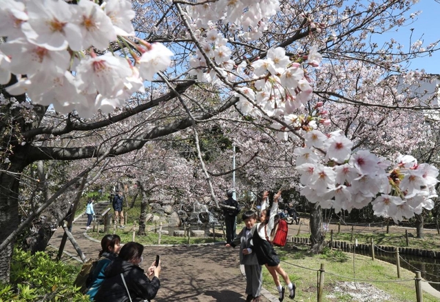 見頃を迎えた桜の下で記念撮影をする家族連れら＝２９日午前、神戸市東灘区岡本５