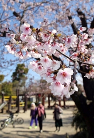 満開となった「今津紅寒桜」の花＝西宮市今津大東町