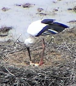 コウノトリの足元にふ化したひながみられた＝１５日、豊岡市祥雲寺（県立コウノトリの郷公園提供）