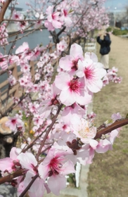 春の陽気に誘われ、開花が進むアーモンドの花＝神戸市東灘区魚崎南町２