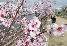 春の陽気に誘われ、開花が進むアーモンドの花＝神戸市東灘区魚崎南町２