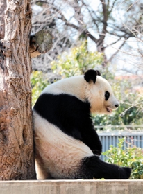 木に寄りかかって一休みする王子動物園のおばあちゃんパンダ＝神戸市灘区王子町３