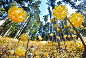 山の斜面を彩るミツマタの花々＝丹波市青垣町大名草