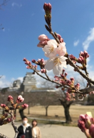 開花が始まったソメイヨシノ＝２４日午前、姫路市本町、姫路城三の丸広場