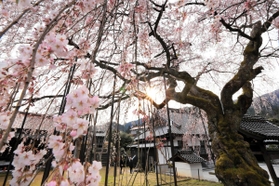 降り注ぐように花を咲かせたシダレザクラ＝２６日午後、兵庫県新温泉町竹田