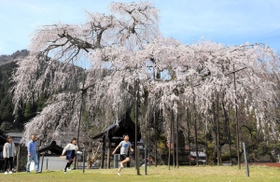 見頃を迎えた兵庫県天然記念物、泰雲寺のしだれ桜＝２６日午後、兵庫県新温泉町竹田