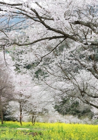 谷間を彩る満開のエドヒガンと菜の花＝川西市水明台１