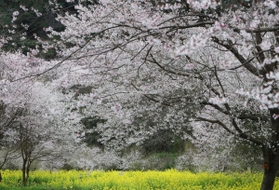 谷間を彩る満開のエドヒガンと菜の花＝川西市水明台１