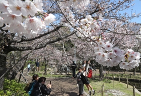 見頃を迎えた桜の下で記念撮影をする家族連れら＝２９日午前、神戸市東灘区岡本５