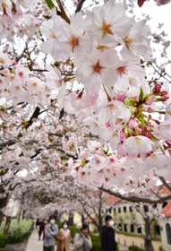 花のアーチに彩られた「花のみち」＝宝塚市栄町１