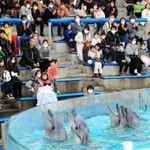 親子連れらでにぎわうイルカショーの会場。３日からの休園を前につかの間の行楽気分を味わった＝１日午後、神戸市須磨区若宮町１、神戸市立須磨海浜水族園（撮影・斎藤雅志）