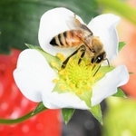 蜜を集め、花粉を運ぶミツバチ＝５日午前、神戸市北区有野町二郎