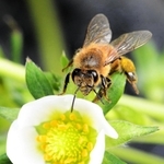 蜜を集め、花粉を運ぶミツバチ＝５日午前、神戸市北区有野町二郎