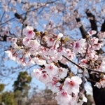 満開となった「今津紅寒桜」の花＝西宮市今津大東町