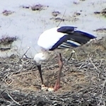 コウノトリの足元にふ化したひながみられた＝１５日、豊岡市祥雲寺（県立コウノトリの郷公園提供）