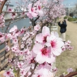 春の陽気に誘われ、開花が進むアーモンドの花＝神戸市東灘区魚崎南町２
