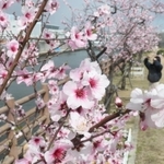 春の陽気に誘われ、開花が進むアーモンドの花＝神戸市東灘区魚崎南町２