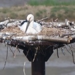 産卵したとみられる人工巣塔とコウノトリの雄＝朝来市和田山町久田和