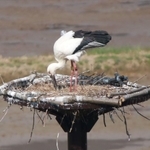 産卵したとみられる人工巣塔とコウノトリの雄＝朝来市和田山町久田和