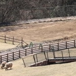 フェンスなどで囲われた死んだ動物を埋めていた区域（写真奥）＝１９日午後、神戸市灘区六甲山町、市立六甲山牧場（撮影・吉田敦史）