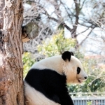 木に寄りかかって一休みする王子動物園のおばあちゃんパンダ＝神戸市灘区王子町３