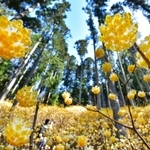 山の斜面を彩るミツマタの花々＝丹波市青垣町大名草