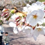 春の日差しに誘われ開花したソメイヨシノ＝２６日午前１０時２分、神戸市灘区、神戸市立王子動物園