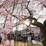 降り注ぐように花を咲かせたシダレザクラ＝２６日午後、兵庫県新温泉町竹田