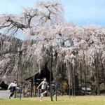 見頃を迎えた兵庫県天然記念物、泰雲寺のしだれ桜＝２６日午後、兵庫県新温泉町竹田