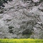 谷間を彩る満開のエドヒガンと菜の花＝川西市水明台１
