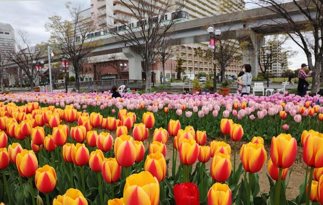 満開となった色とりどりのチューリップ＝神戸市東灘区向洋町中７