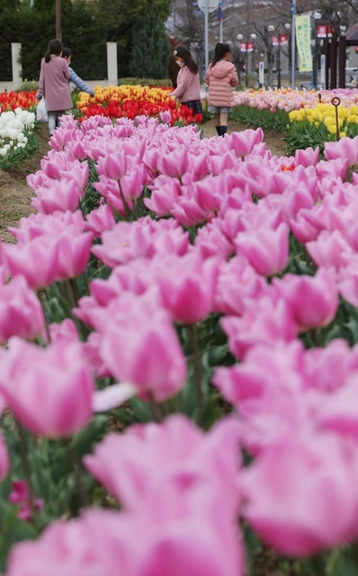 満開となった色とりどりのチューリップ＝神戸市東灘区向洋町中７